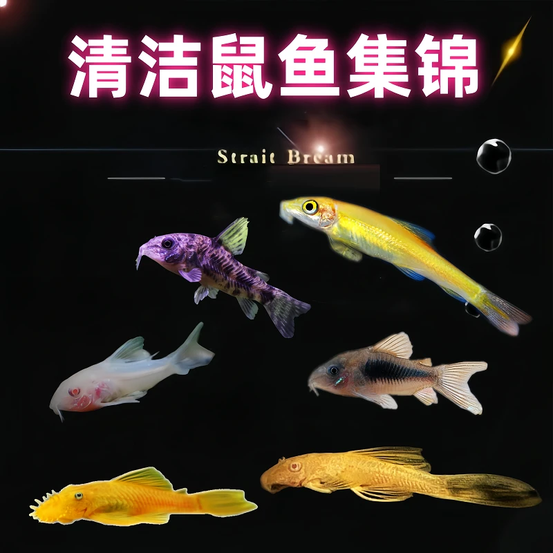 鱼缸清洁鱼老鼠鱼小型水族淡水观赏鱼活体吃垃圾鱼清理除藻工具鱼