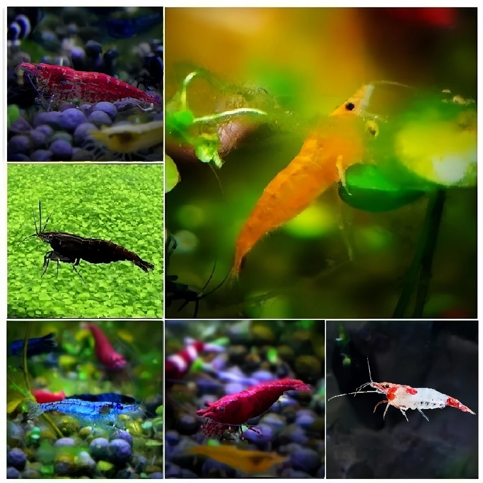 鱼缸除藻工具观赏虾鱼蟹鲜活红蓝斑马鱼草缸淡水清洁宠物活体壹