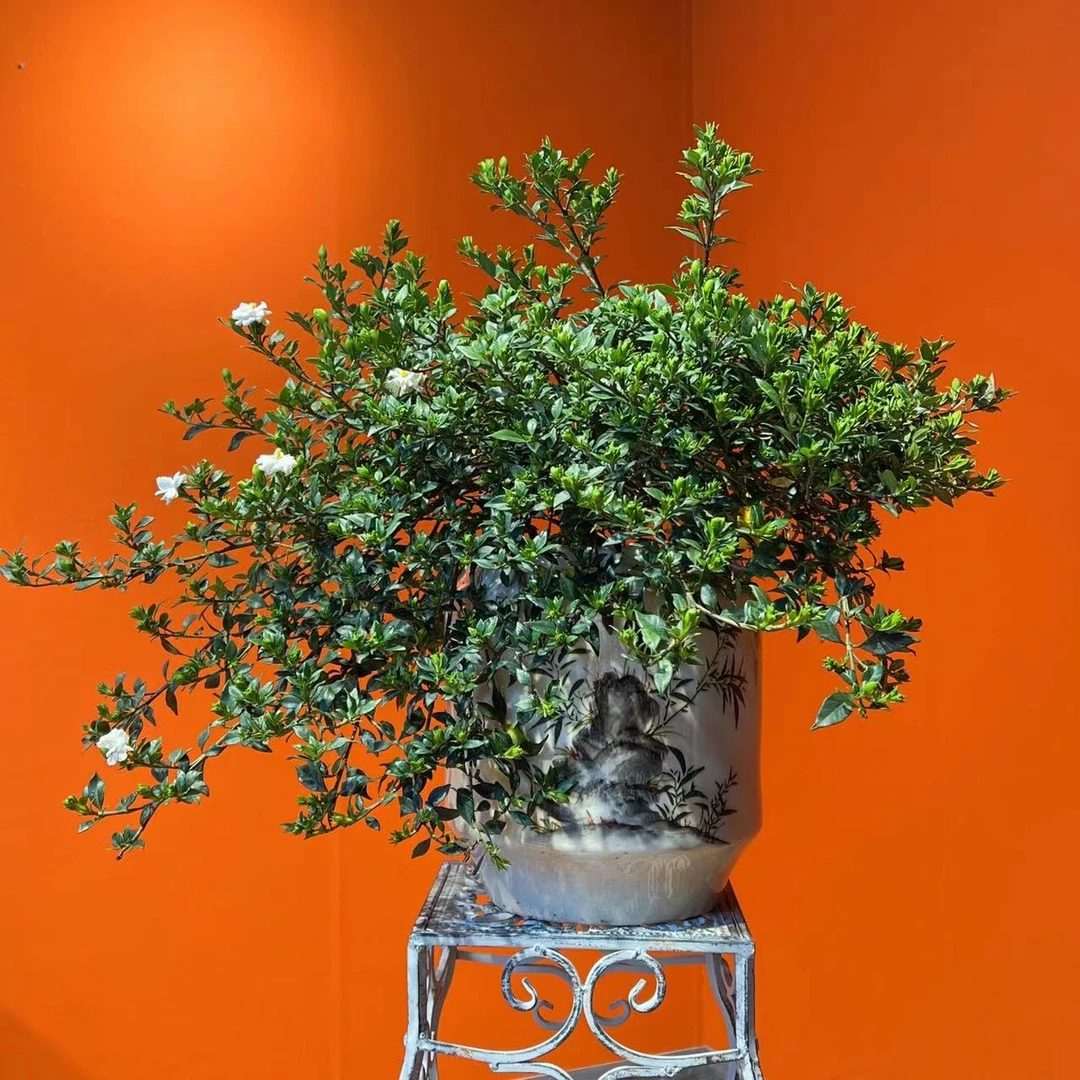 【艺景园·林家小院】高端室内外精品三角梅通用链接一物一拍