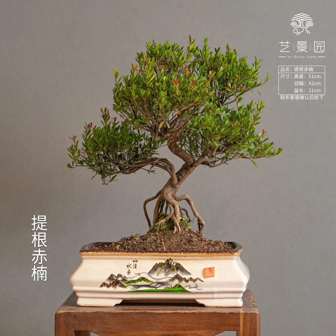 艺景园提根老桩赤楠盆栽 桌面精品 懒人盆景 好养盆景观赏植物