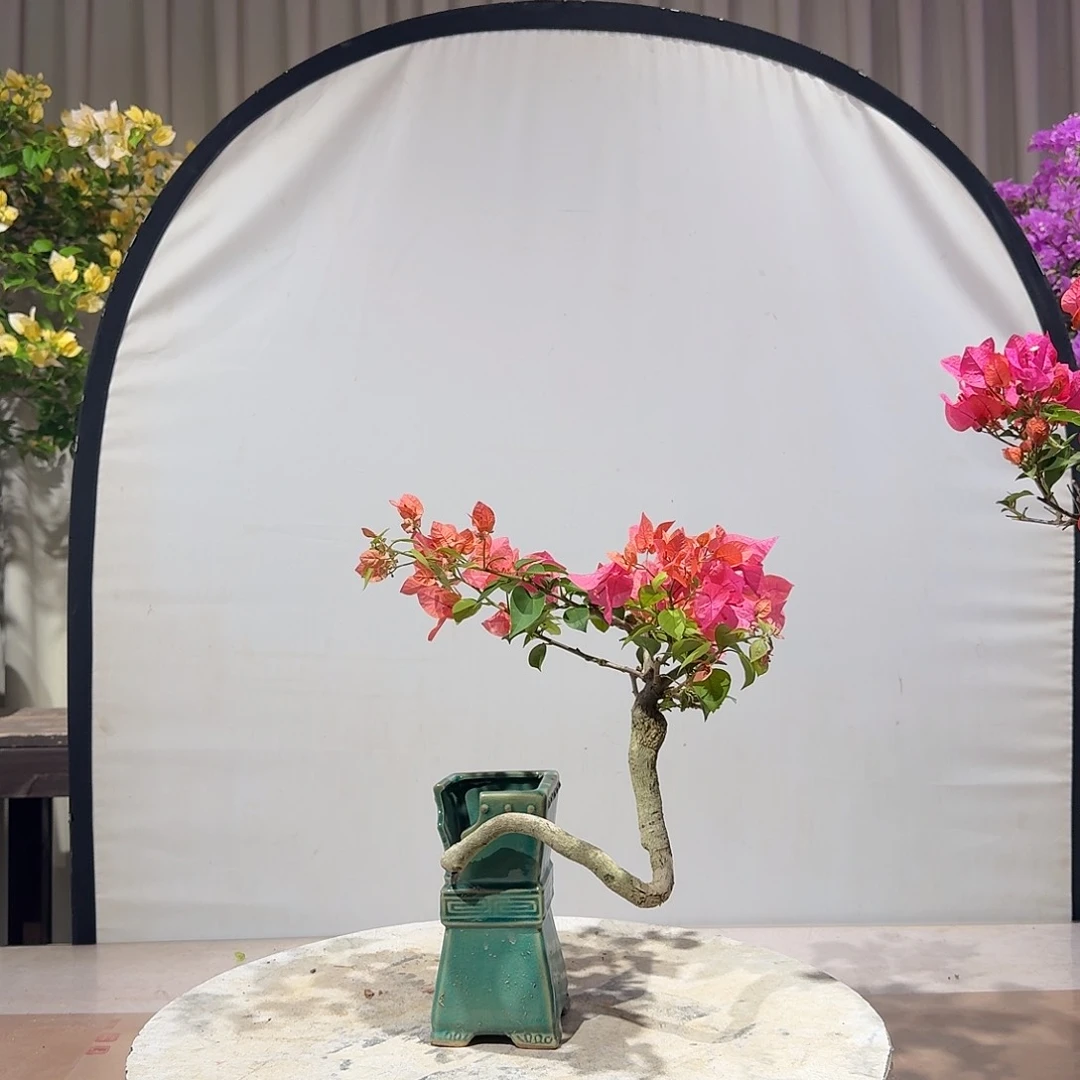 三角梅三角梅盆景