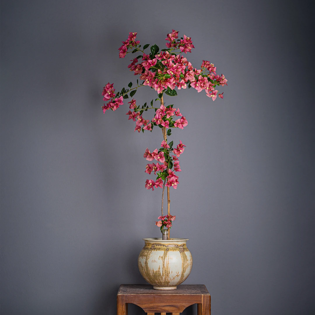 【艺景园-小羊】三角梅通用链接一物一拍 勤花品种 截图为准（1080）