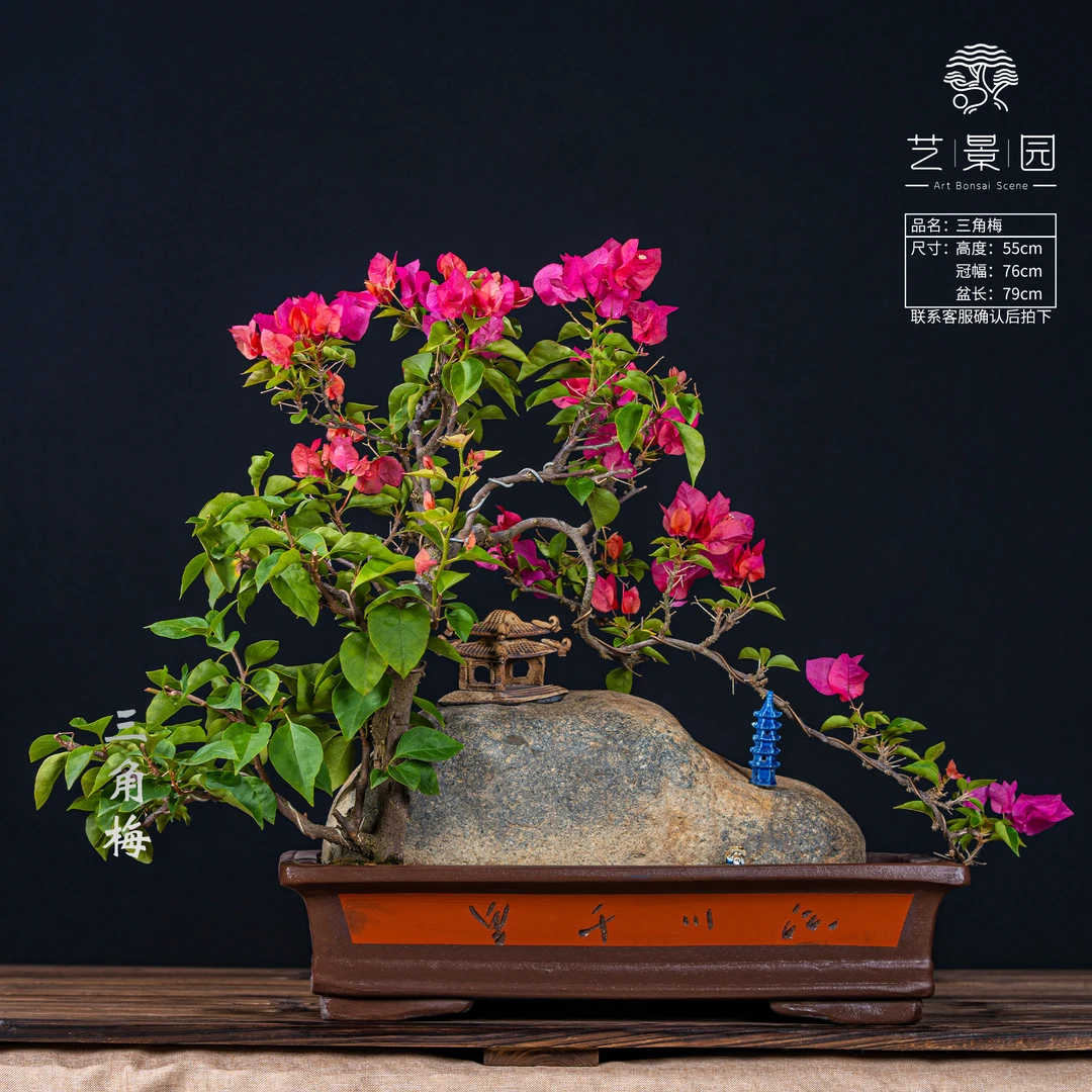 王子的花园-三角梅通用链接一物一拍   直播间截图为准（10000）