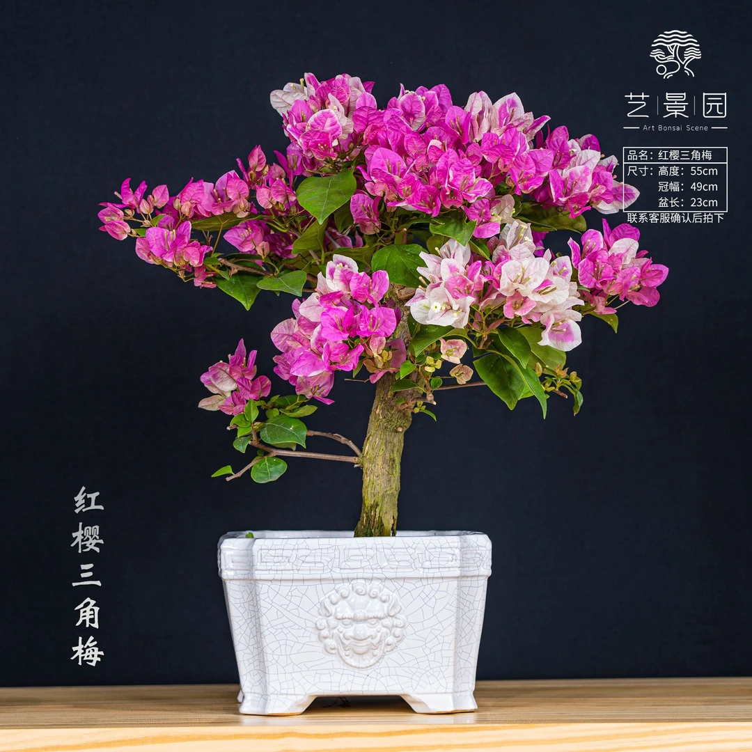 【艺景园-小羊】三角梅通用链接一物一拍 勤花品种 截图为准（1680）