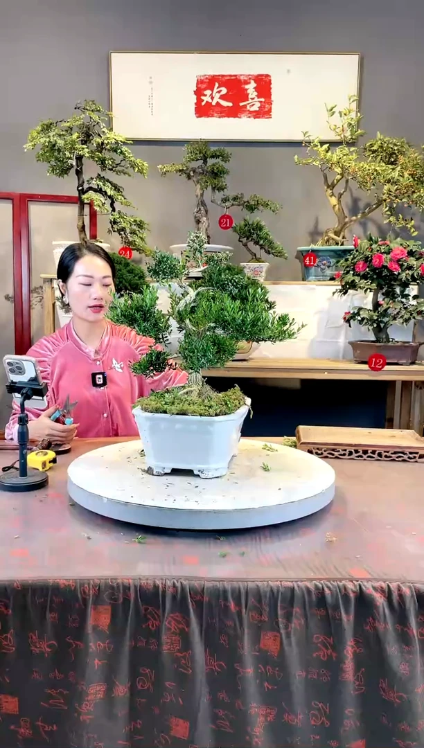 【闪购商品】盆景黄杨