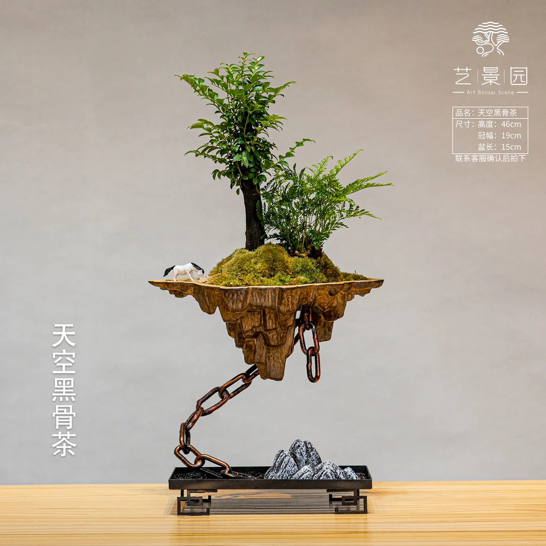 《艺景园》造景天空之城黑骨茶桌面精美小盆栽意境盆景植物耐阴盆景