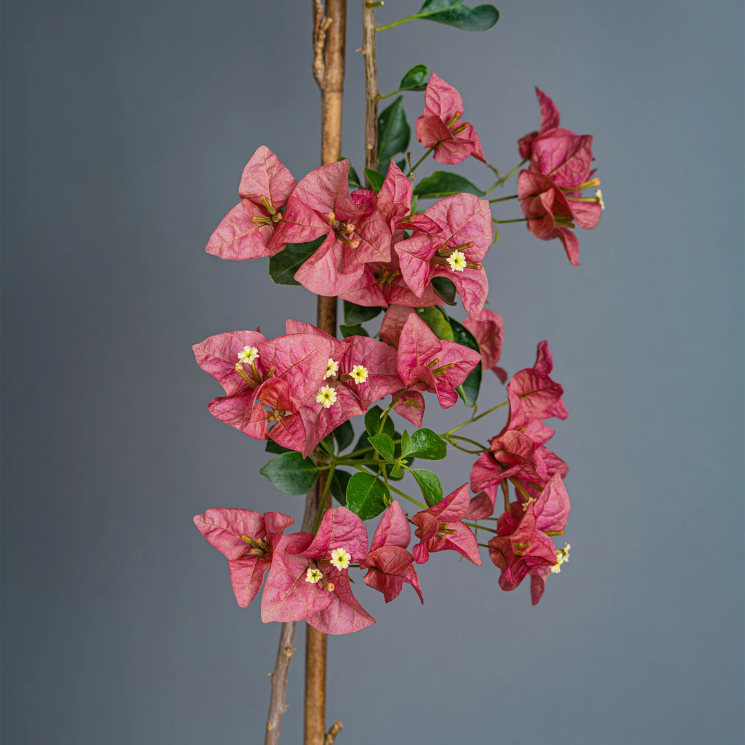 王子的花园-三角梅花卉通用链接一物一拍   直播间截图为准（468）