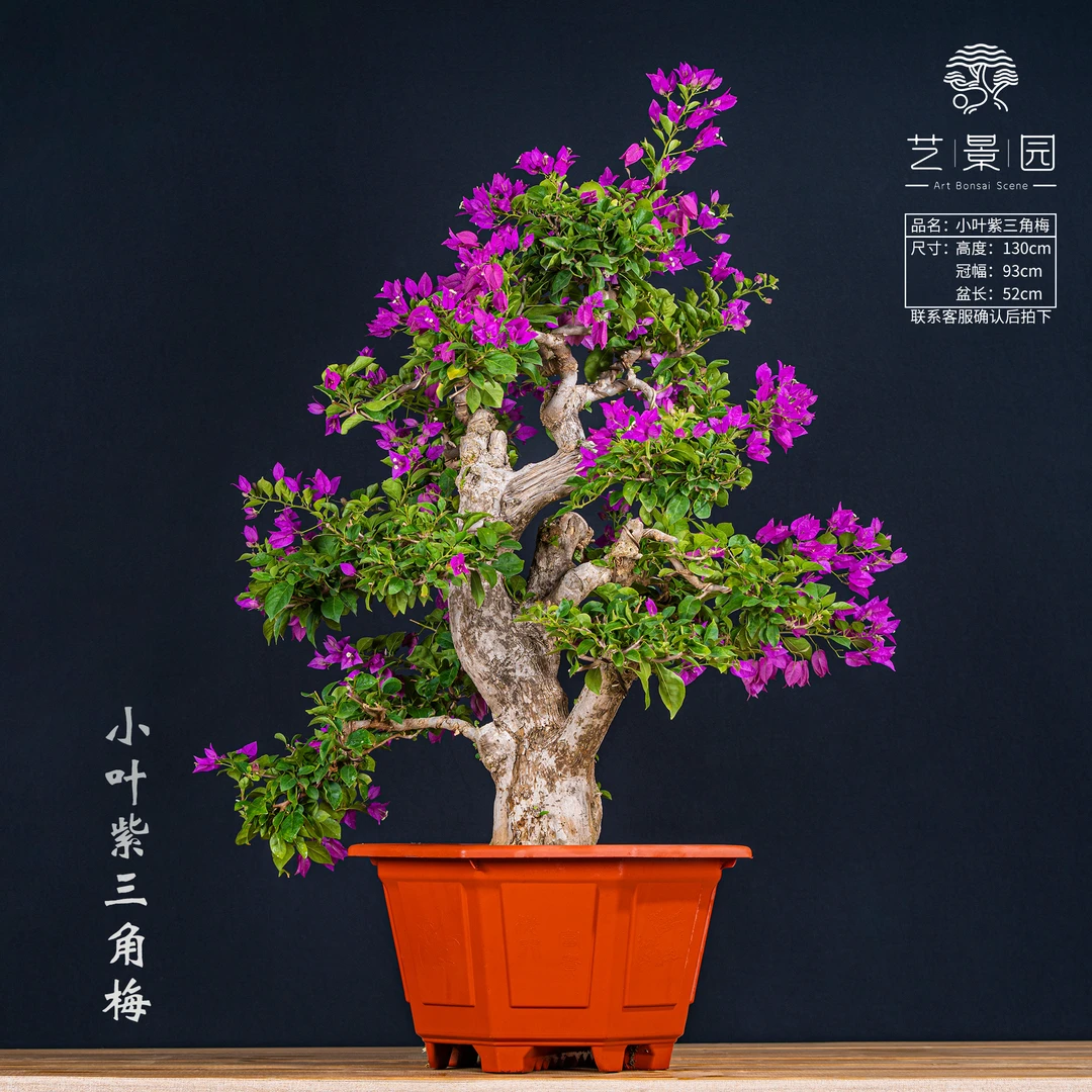 【艺景园·毛毛三角梅3980】通用链接一物一拍精品盆景艺术三角梅