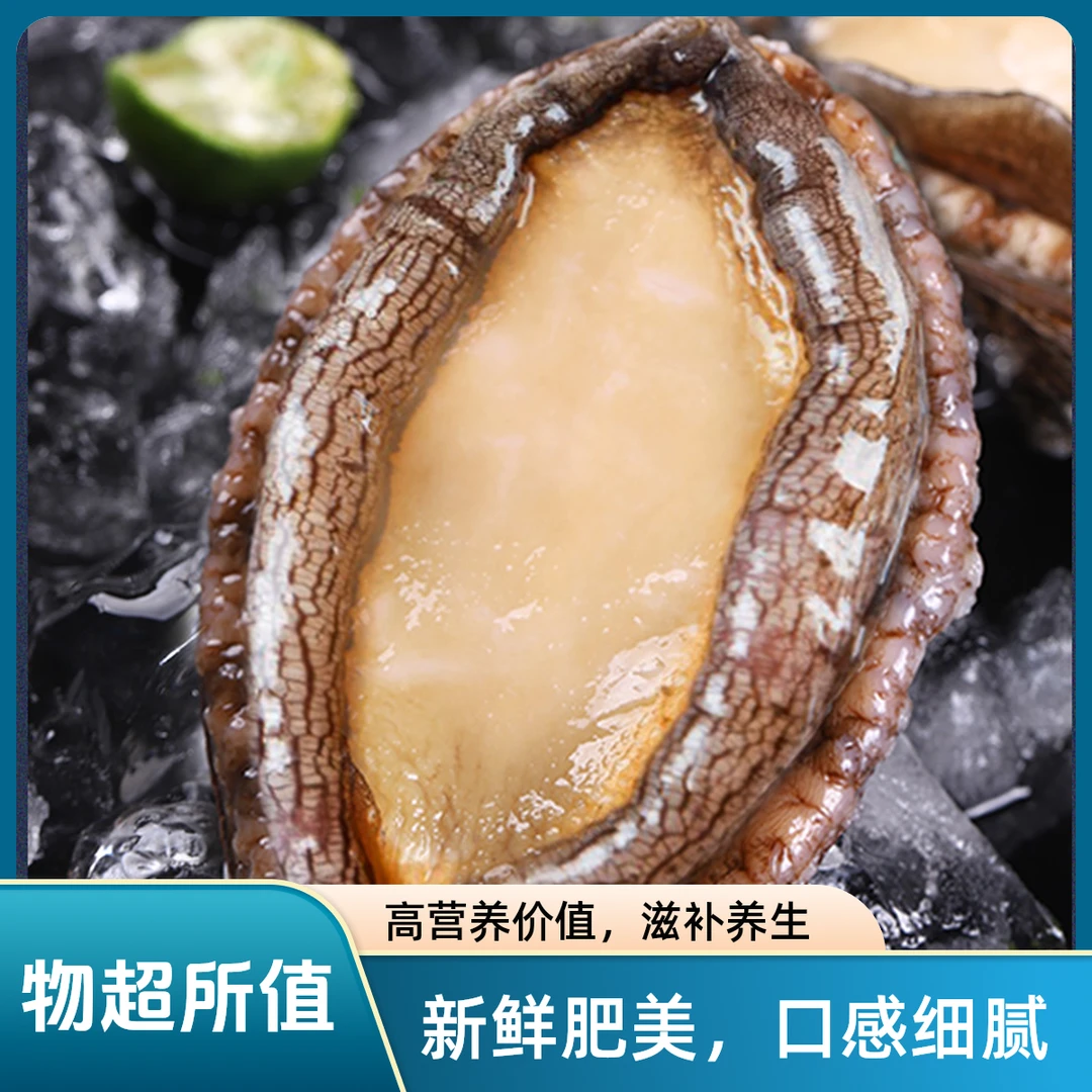 尊品鲍鱼优质精选