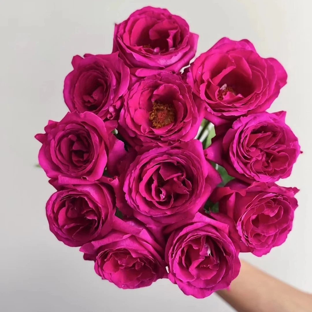 花小将  贝尔河 切花月季 庭院阳台