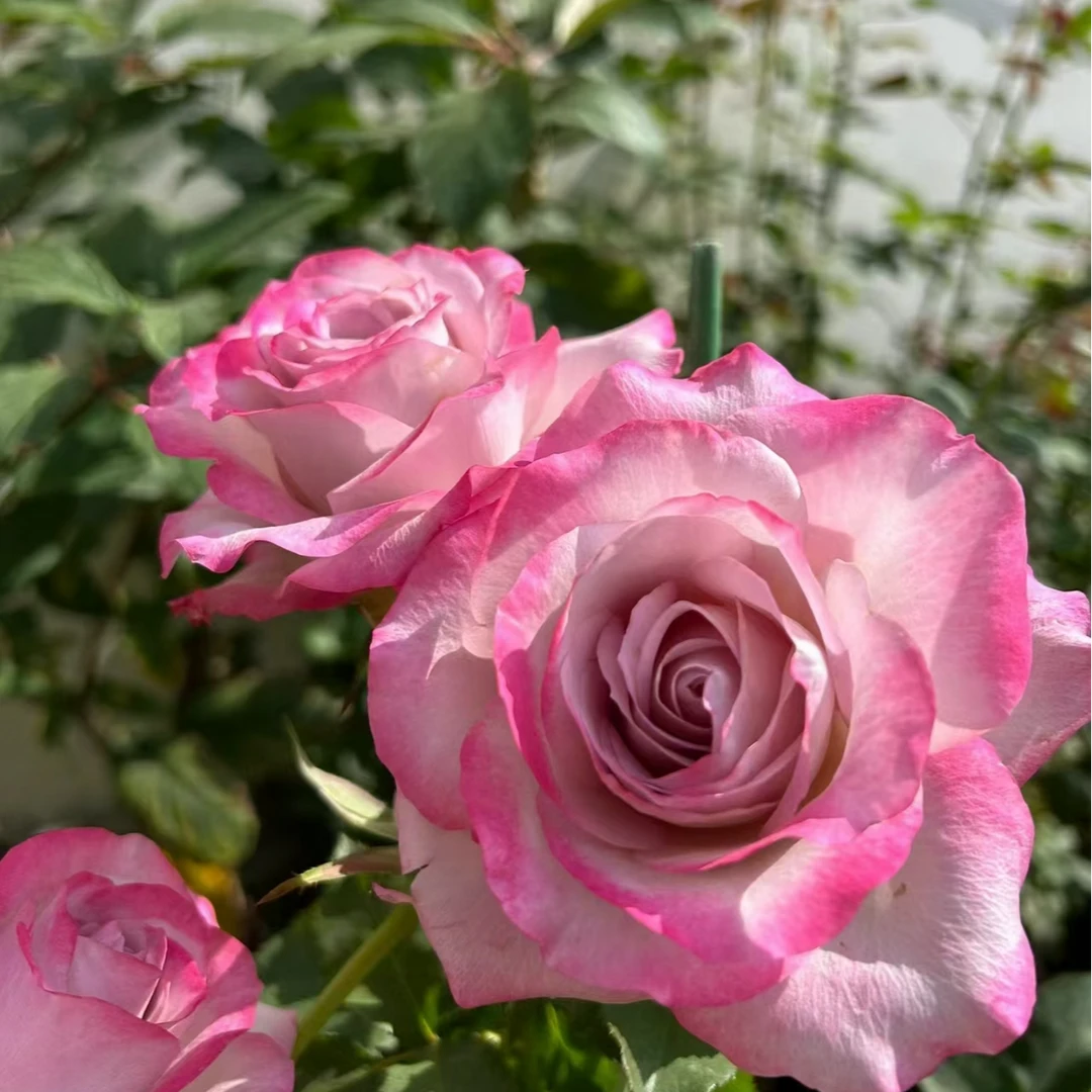 花小将 气场 切花月季 粉色系高颜值