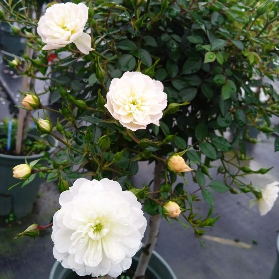 花小蒋 雪球 超微 庭院阳台