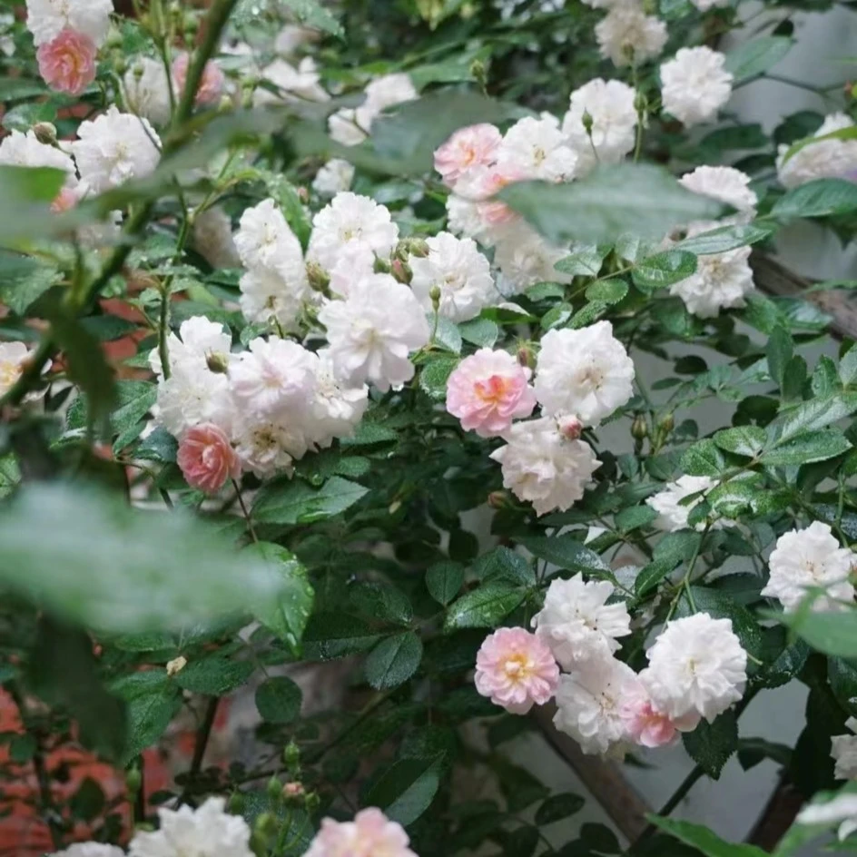 花小将 呼吸香水 藤本月季 庭院花卉开花种植