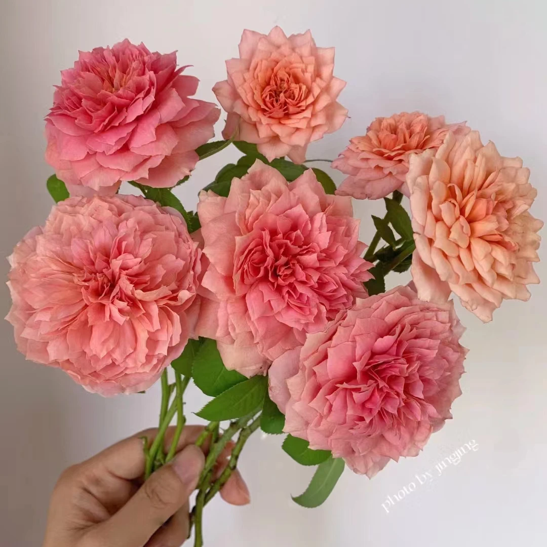 花小将  1加仑苗 （随机赠送品种）