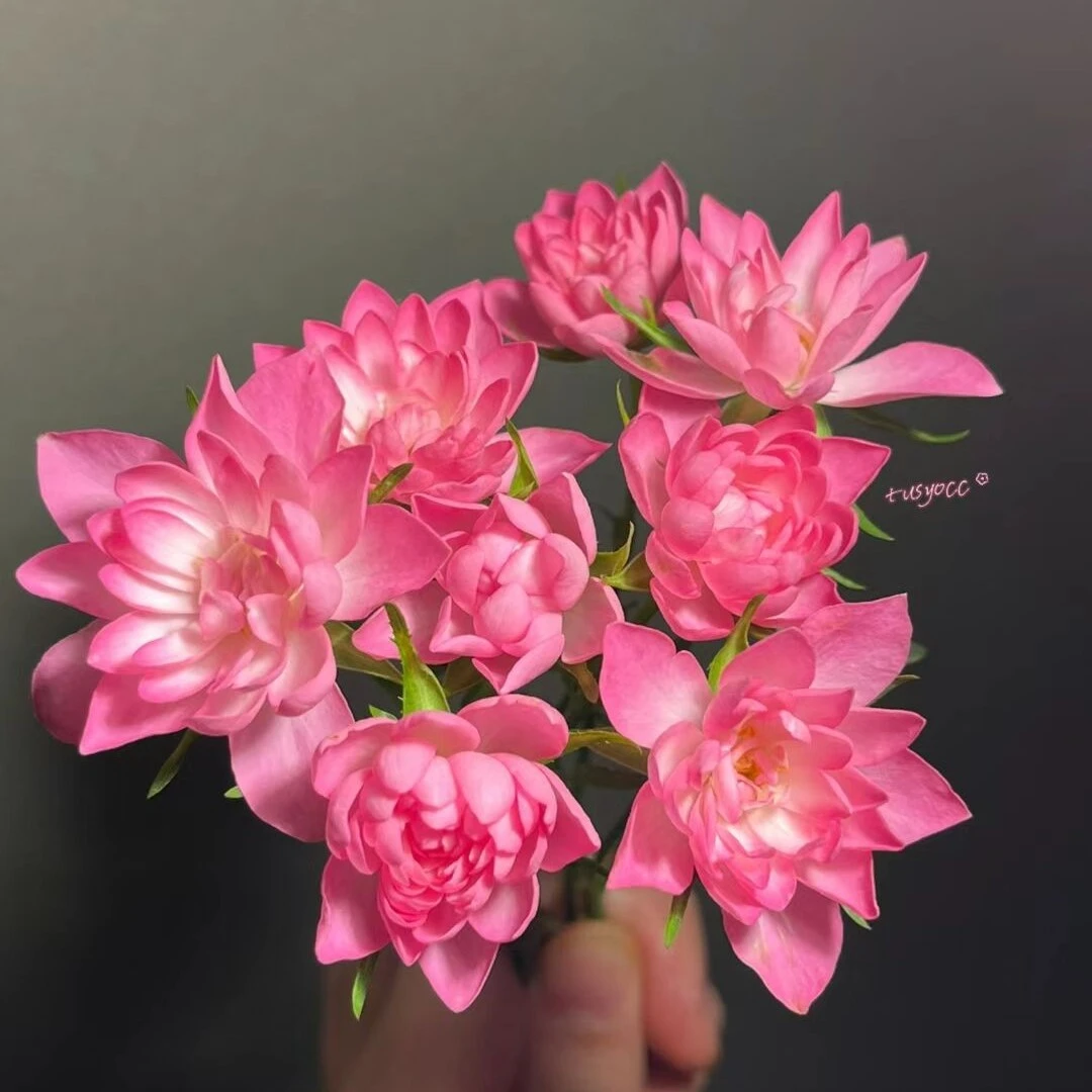 花小将 天荷 微月月季庭院阳台花园