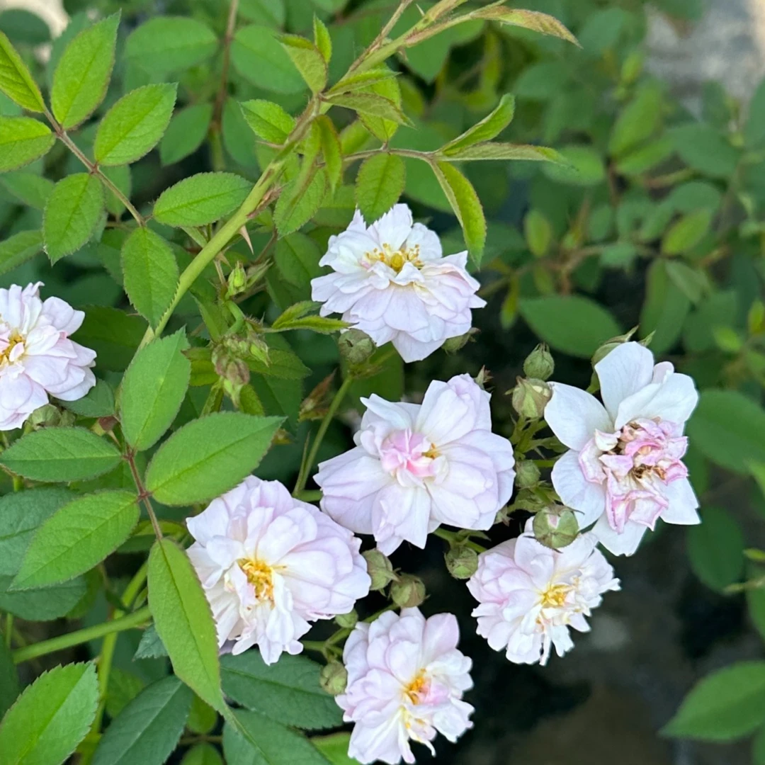 花小将  呼吸香水 藤本月季 庭院花卉开花种植
