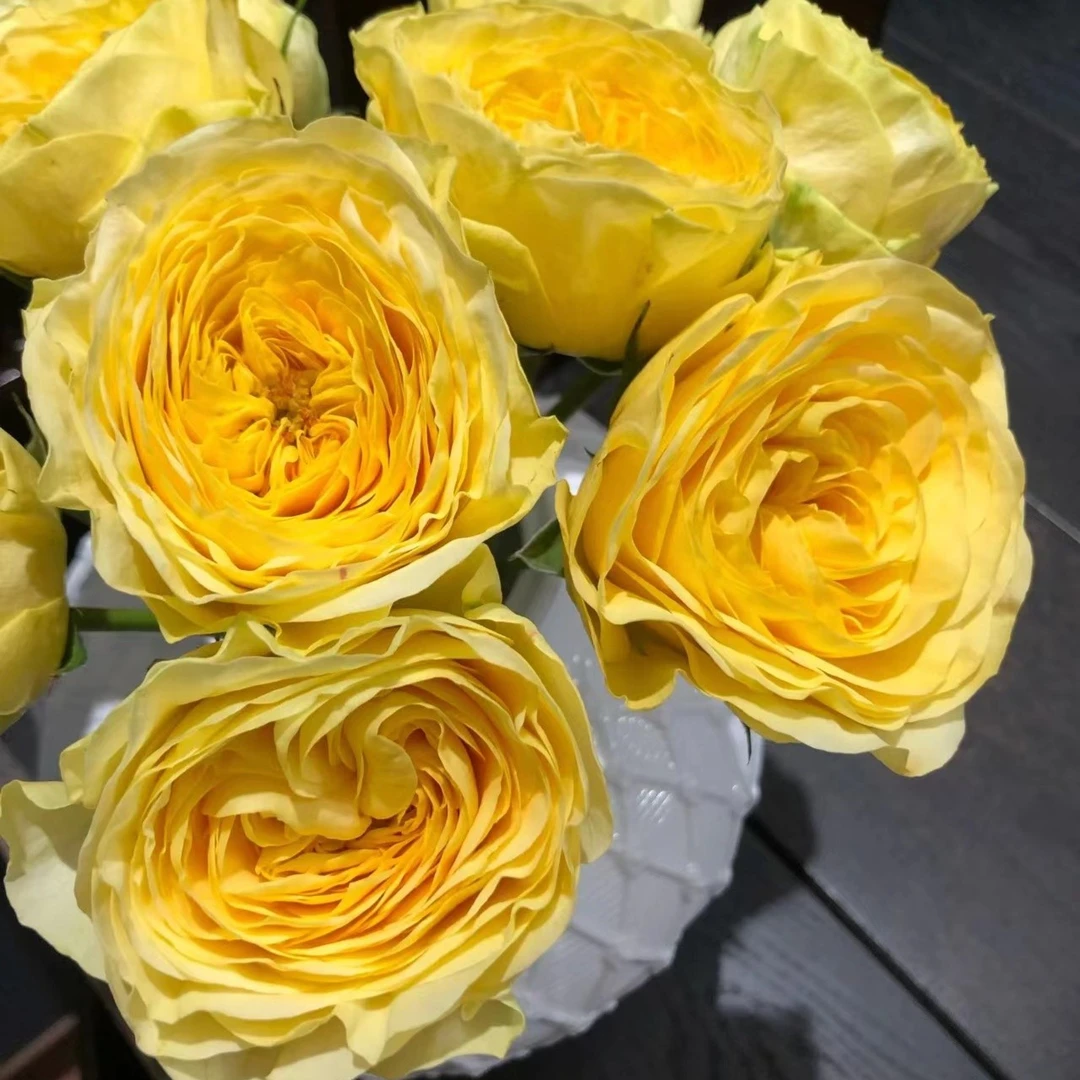 花小将 柠檬绒球 切花 勤花 抗性高