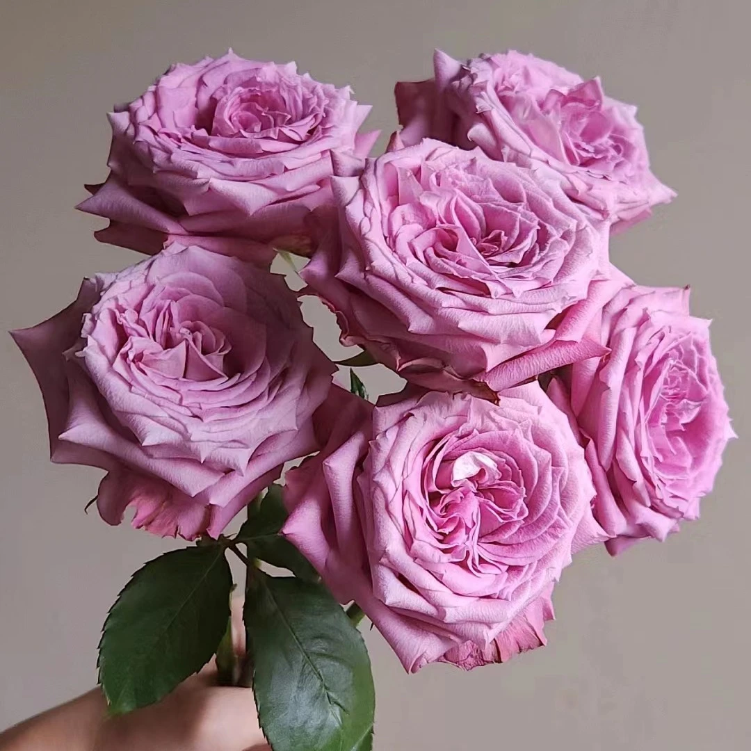 花小将 碧海 勤花 耐开 切花灌木 庭院阳台