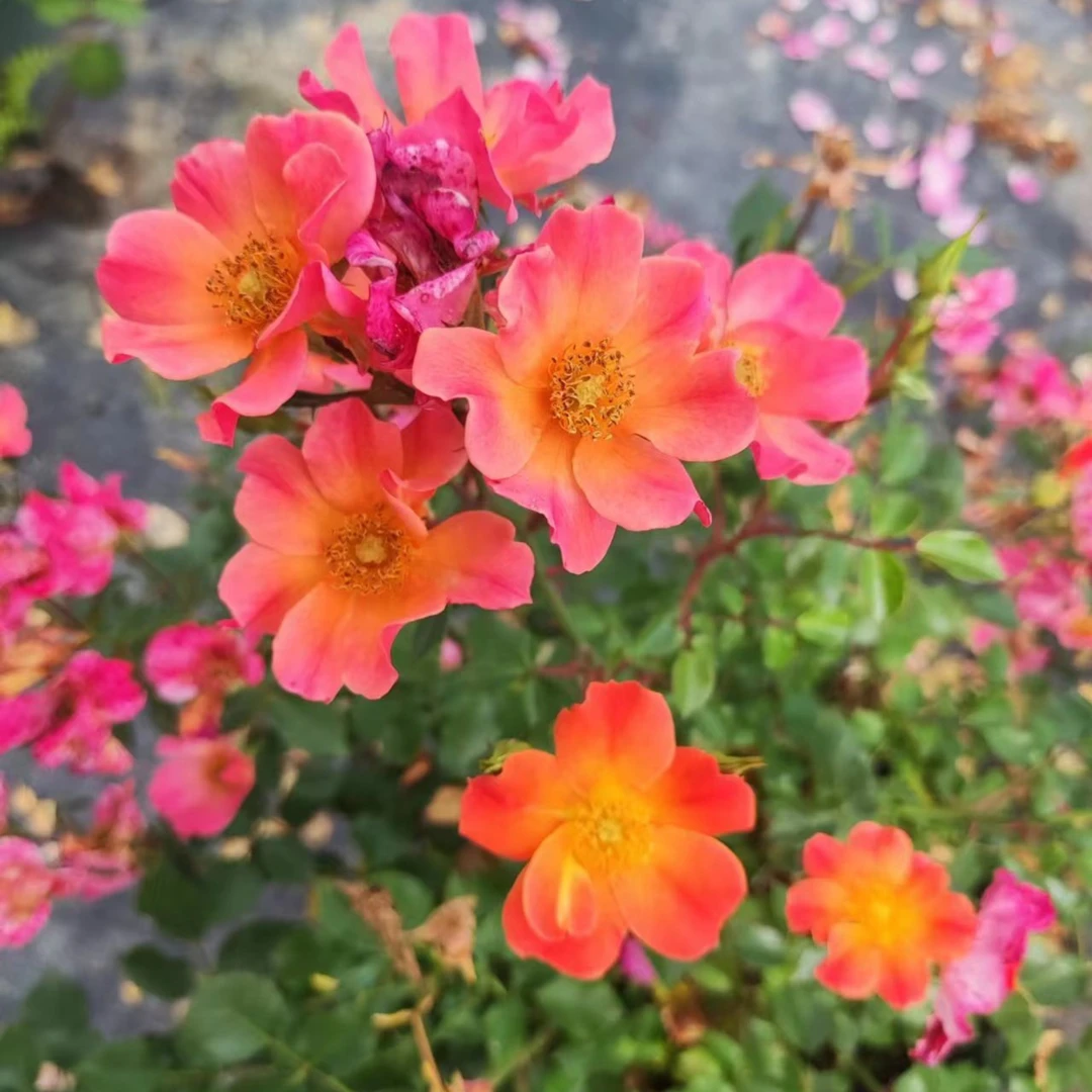 花小将 快乐的家伙 地被月季