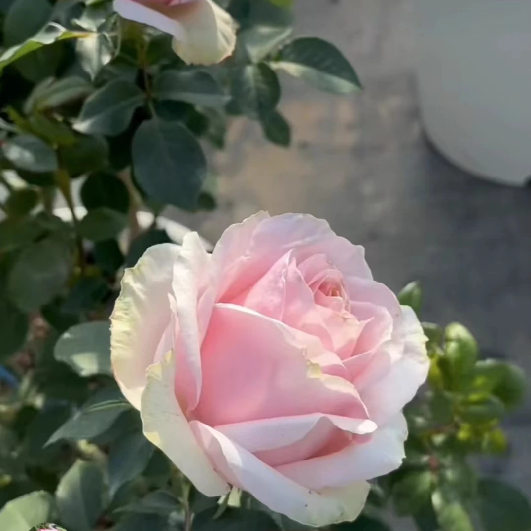 花小将 格兰德广场 切花月季 庭院阳台