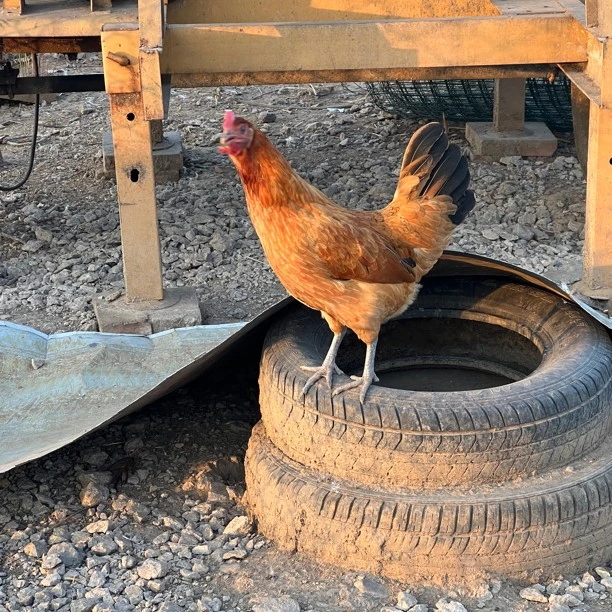 5到7个月即将开产河南土鸡母鸡2只装单只1000-1200g冷鲜冷藏发货