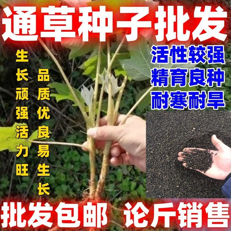 通草木种子批发中草药材通草根木通树大通草天麻子通花根通种子籽