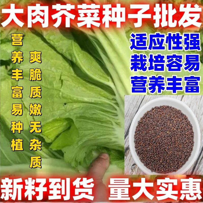 大肉芥菜论斤卖超大芥菜籽秋冬四季芥菜大田农家腌制酸菜蔬菜包邮
