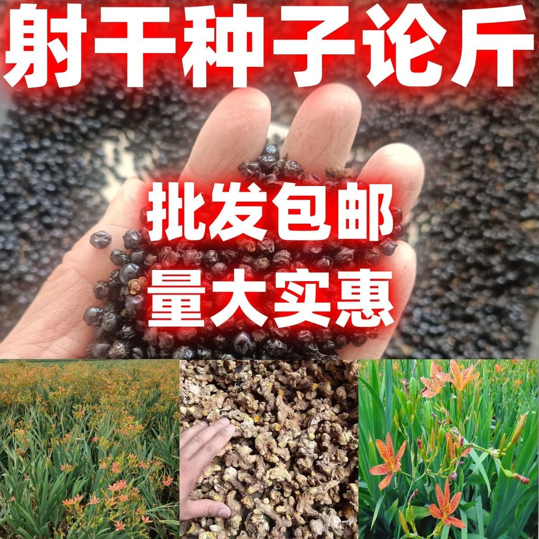 射干种籽射干种子新子到货射干籽射干花种子四季可种可做花卉论斤