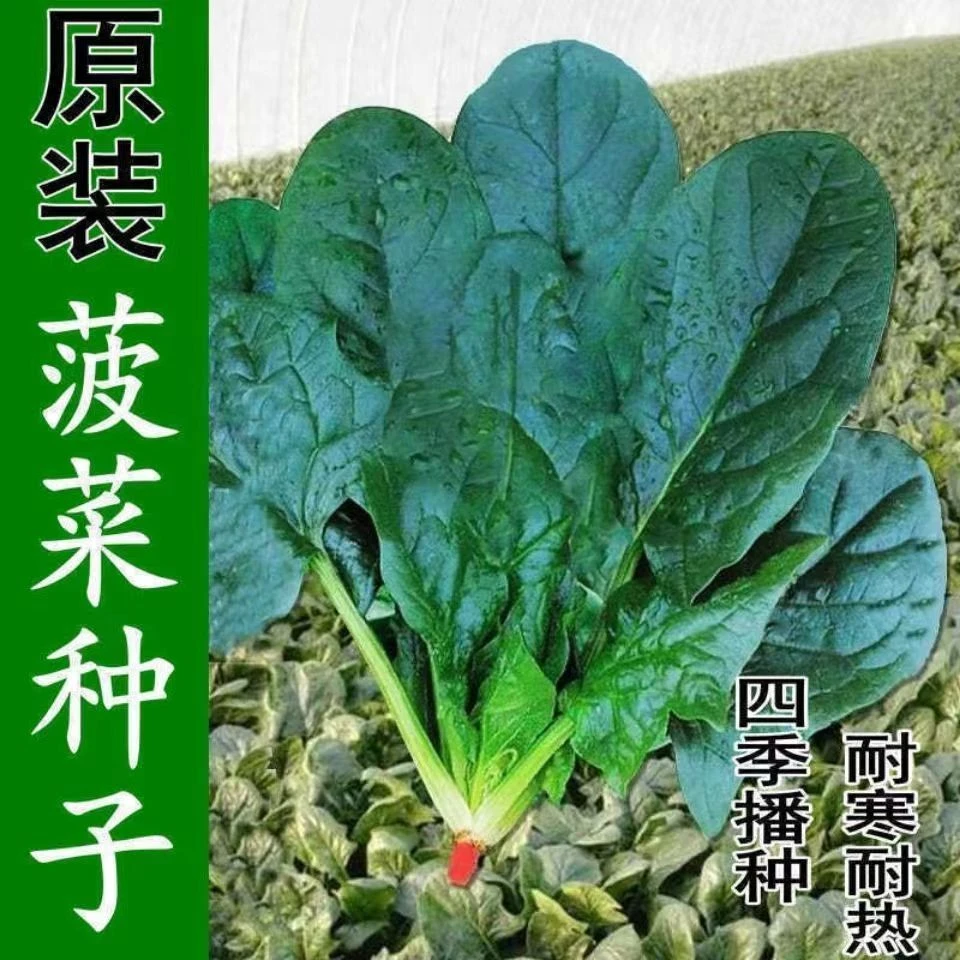 耐寒大叶菠菜四季高产耐热红根菜家庭盆栽小院蔬菜种子