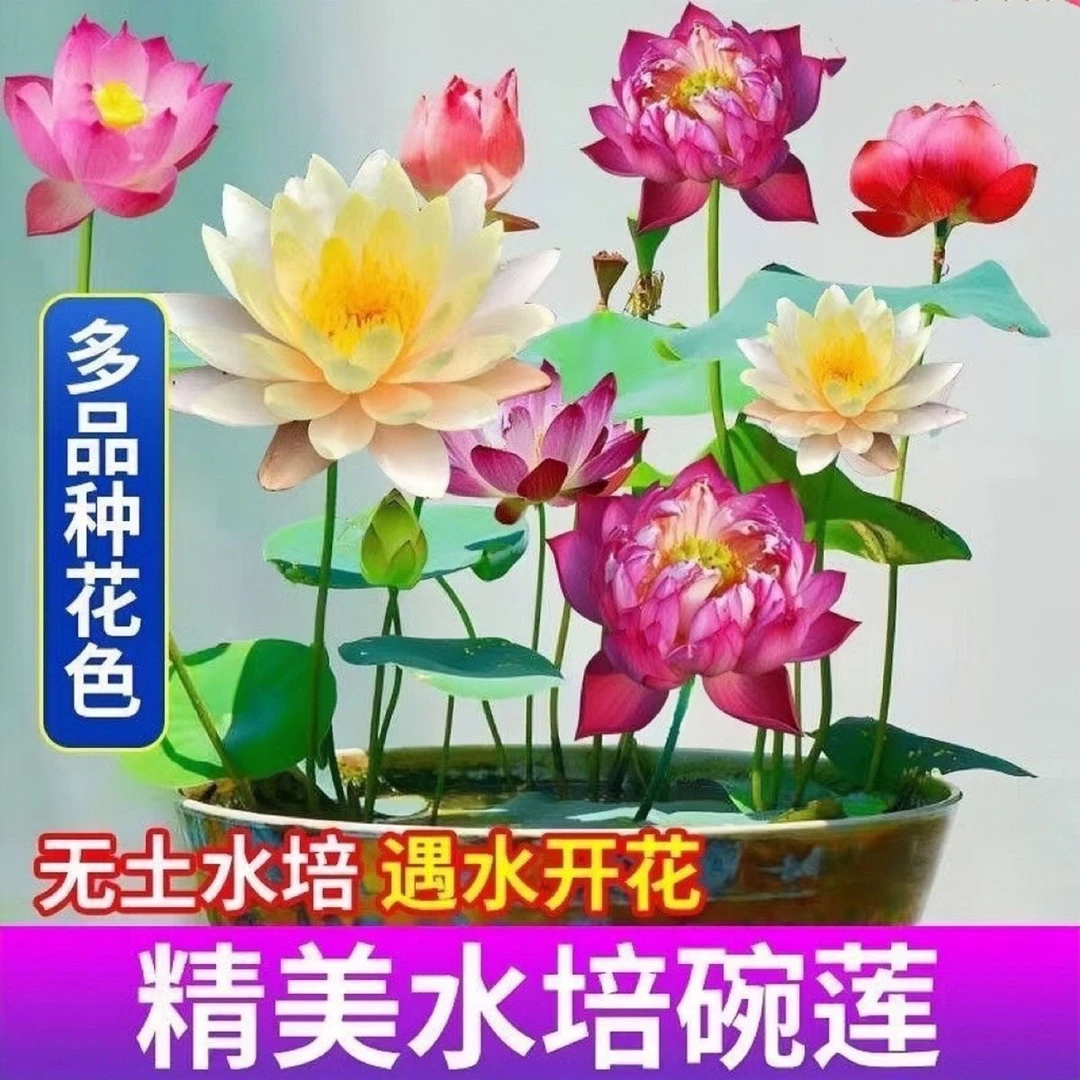 碗莲种子四季开花水培水养阳台绿植睡莲荷无土盆栽花卉