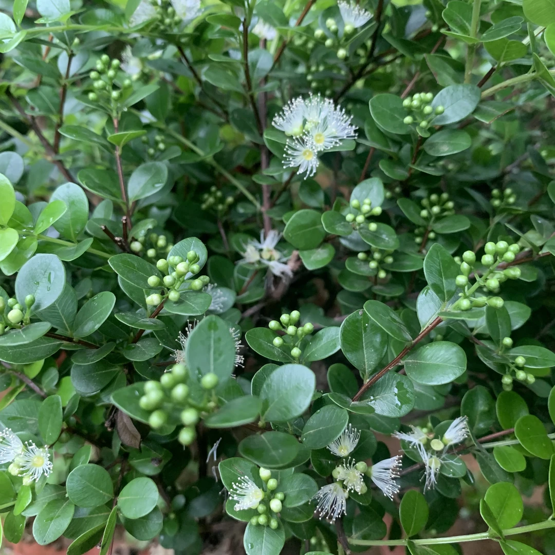 原生三叶红芽小叶赤楠老桩天天都是大漏价，欢迎花友们交朋友