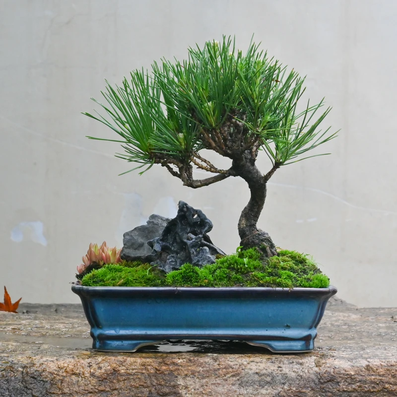 日本三河黑松搭配风磷石山野草瓦松组合盆景附石微景观小盆栽老桩
