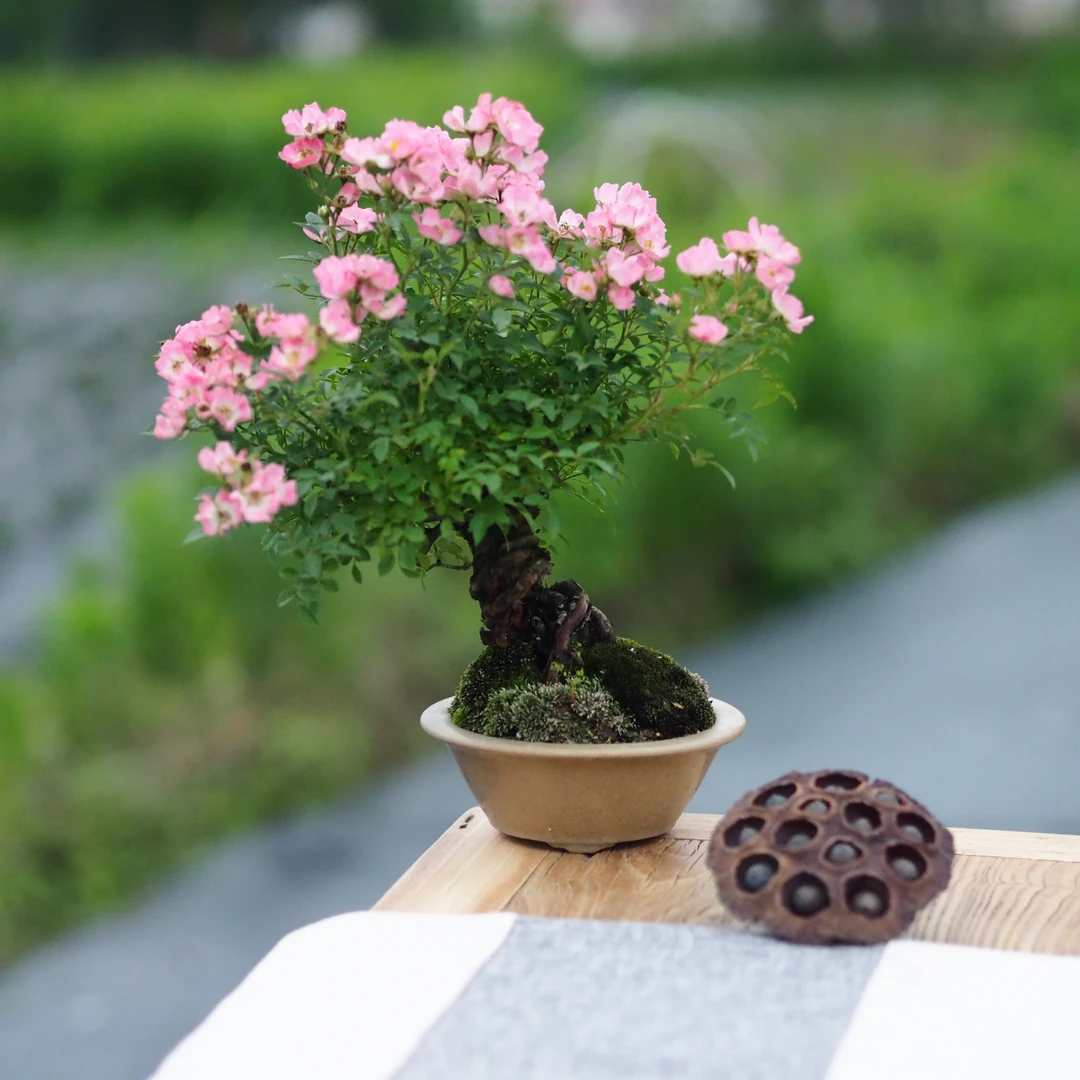 韩国蔷薇2年苗庭院窗台盆景植物室内盆栽花卉绿植盆栽