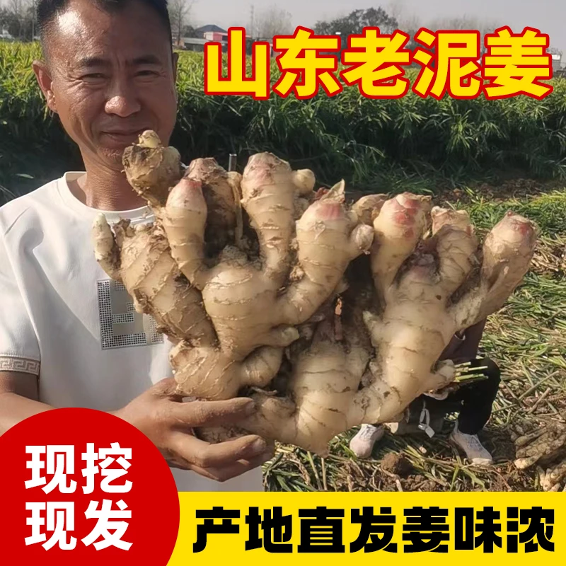 山东老黄姜混装无硫当地特产现挖新鲜蔬菜农家自种泥姜干姜包邮