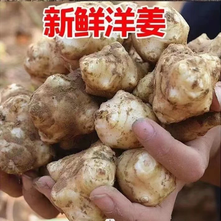 新鲜洋姜现挖现发鬼子姜菊芋腌菜泡姜不辣姜3斤装5斤装