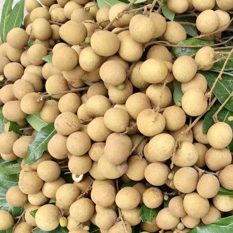 【顺丰速运】广东茂名高州储良龙眼新鲜现摘纯甜多汁水果2-5斤整箱