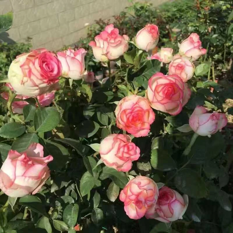 【开播福利艾莎】盆栽庭院阳台四季开花盆栽基地月季