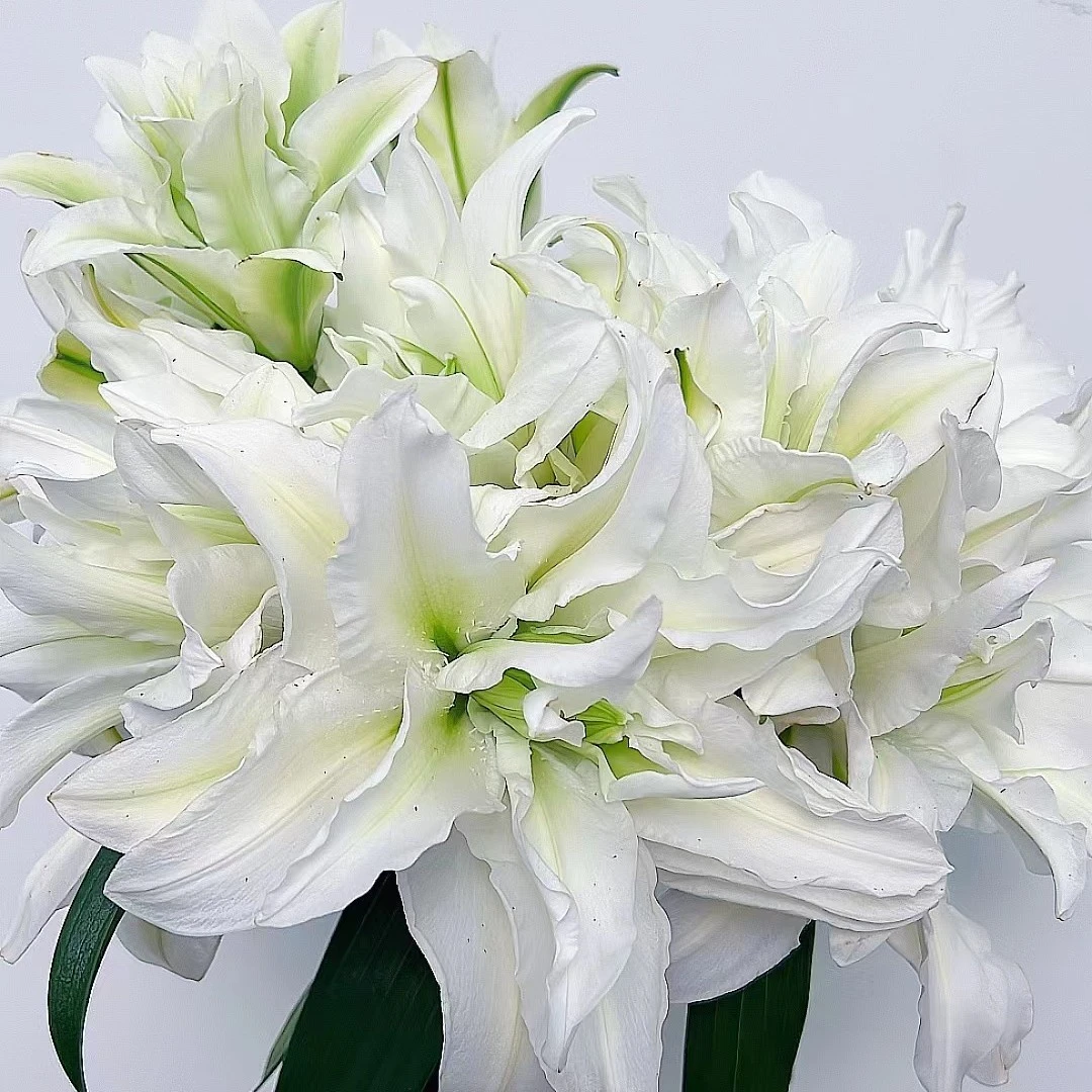 【若比邻优选】爱莎 浪漫之星重瓣百合 翠绿白适合炎热夏季的养护