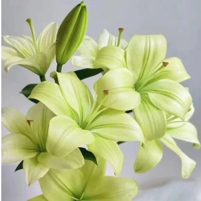 【若比邻优选】绿色公主亚洲百合【无香型】 花苞偏小不是大花苞