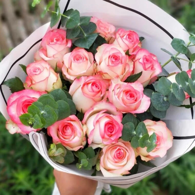 1.5加仑大盆（艾莎）玫瑰花苗大花浓香开花粉色玫瑰花四季盆栽花卉