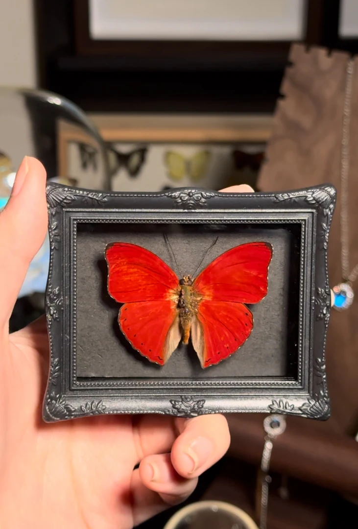 血蝶迷你框复古蝴蝶生日礼物标本成品礼物立体圣诞节家居