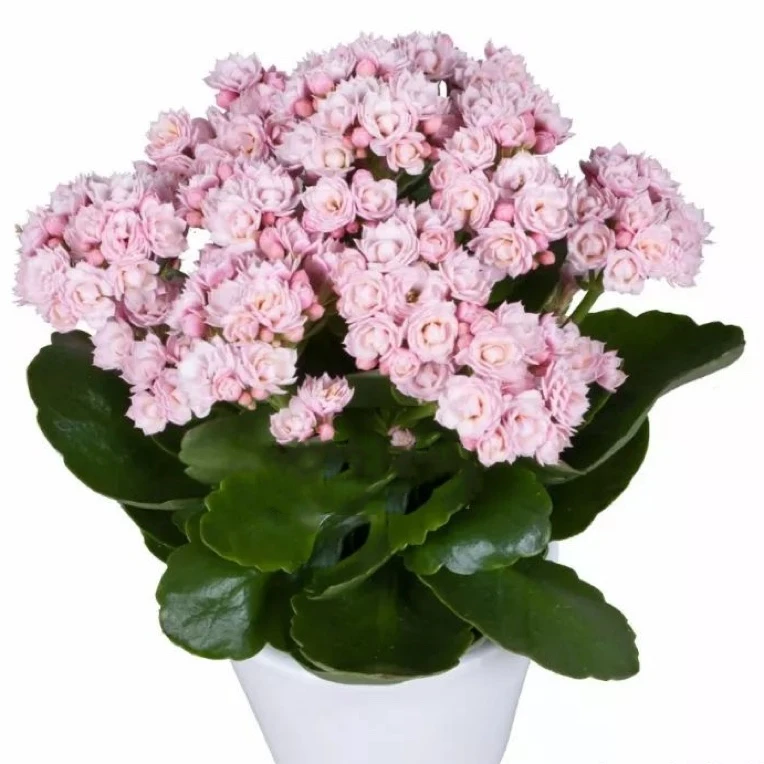 [卉雅—人面桃花]精品长寿花