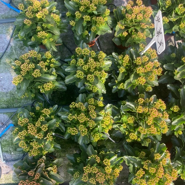 单瓣马卡龙长寿花室内盆栽以直播间面前为准