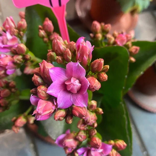 [卉雅—娜塔莎] 精品长寿花带花苞（120盆）