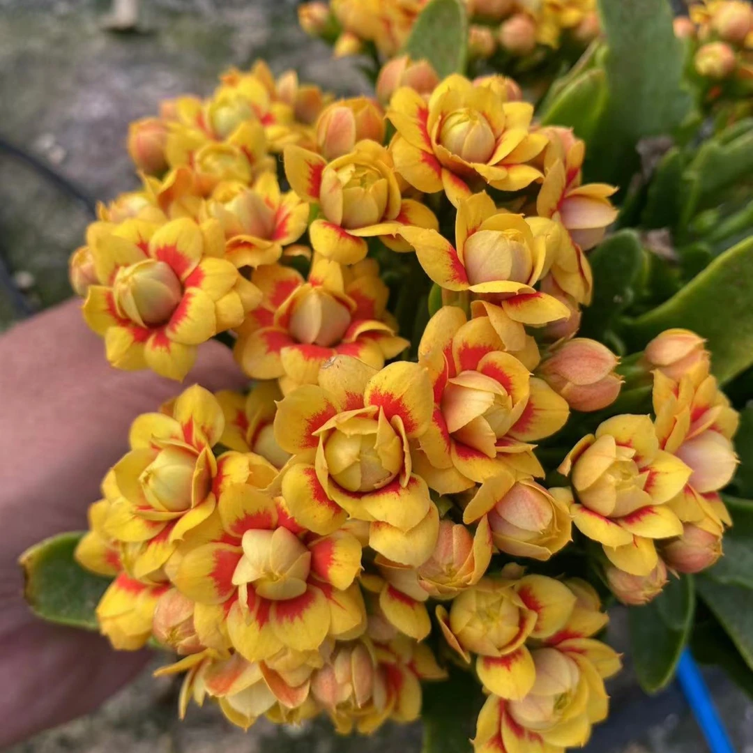 [卉雅—洛桑]重瓣长寿花带花苞（叶片有斑，介意慎拍）（120盆）