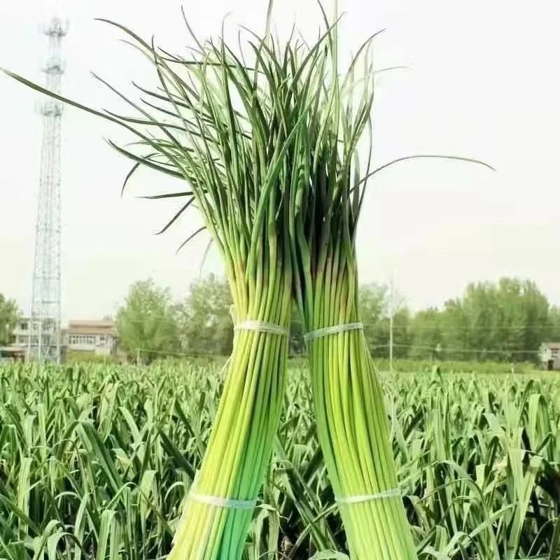 2025新鲜蒜苔5斤现抽现发新鲜蔬菜现摘现发当季农家自种蒜苔