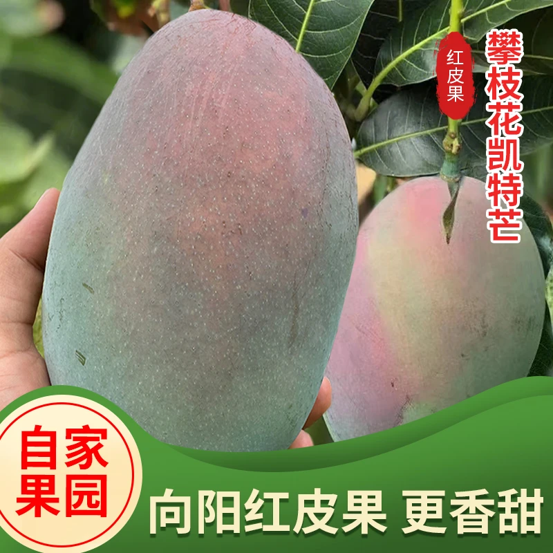 【净重4.5斤红头果】四川攀枝花凯特芒果 产地直发饱满多汁变软香甜