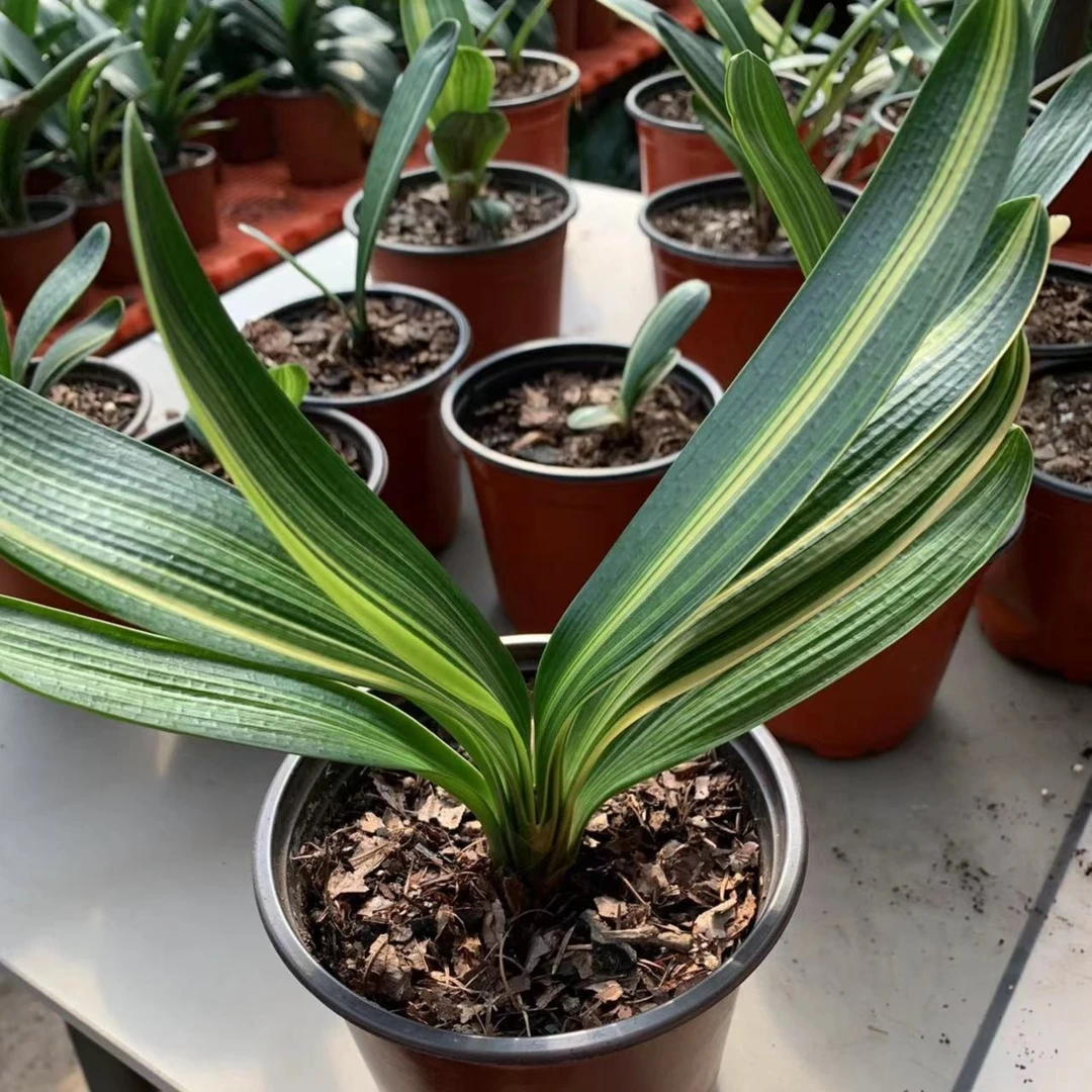 宝恒精品君子兰（六）