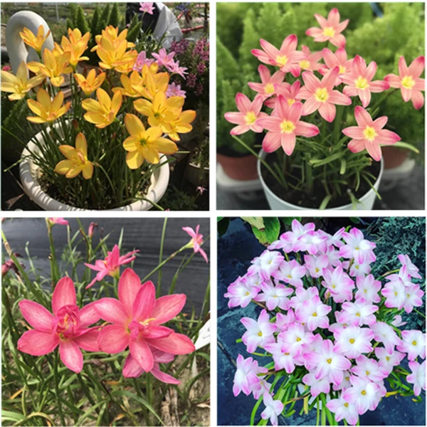 【春节开花】四季风雨兰种球庭院葱兰花苗球盆栽