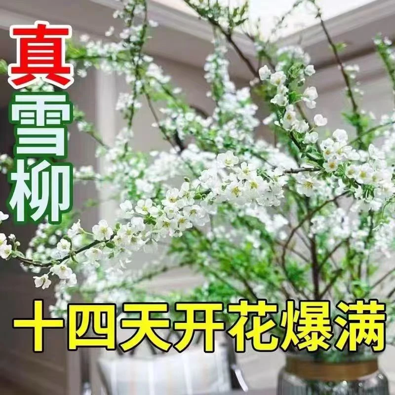 【春节开花】雪柳干枝花水培花耐寒花真花插干花遇水开花清香植物